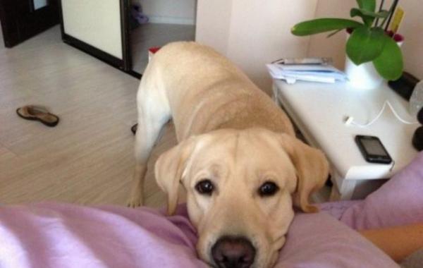 лабрадоры грызут шкодничают