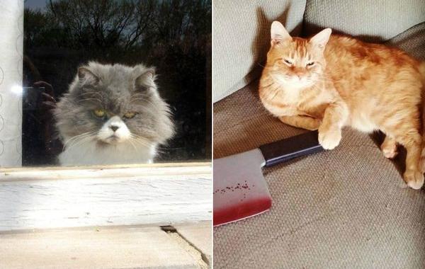 кошки которые хотят вас убить, моя кошка хочет меня убить, злые кошки