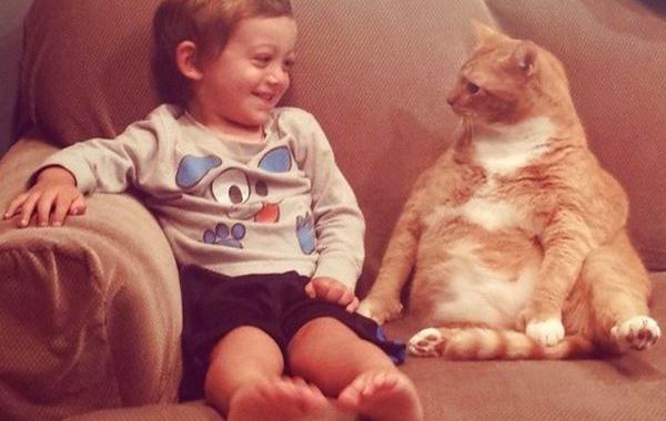 рыжий кот ларри, кот который стал няней мальчику