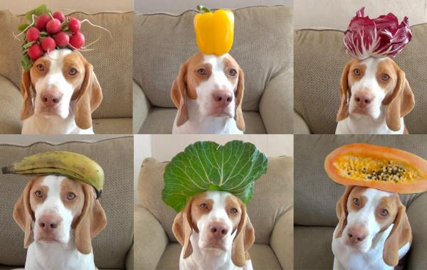 Maymo dog, Мэймо собака бигль, собака удерживает на голове 100 фруктов и овощей 