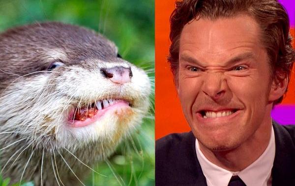 Бенедикт Камбербэтч похож на выдру, Камбербэтч выдра