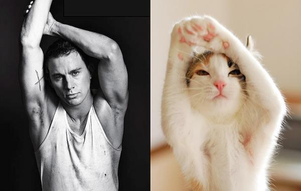 Парни так похожи на котиков, mans vs cats