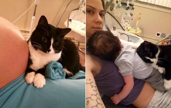 Кошка охраняла ребёнка пока тот был в животе матери, кошка няня, кошка Панда 