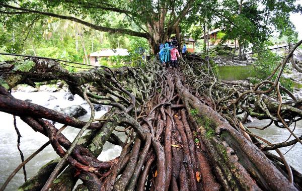 мост и корней, Жембатан Акар, Кубанг, река Баянг