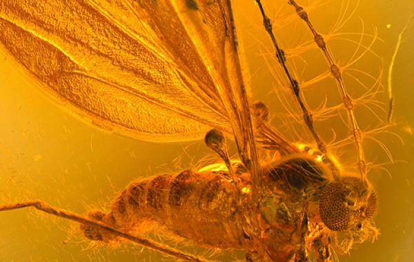 Насекомые эры динозавров в янтаре 