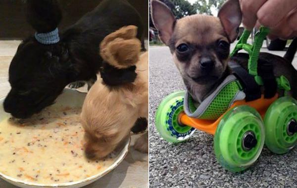 творческие владельцы собак, штуки для собак, люди которые любят своих собак