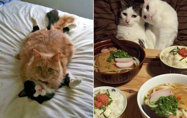 кошки которые умеют любить, кошачья любовь