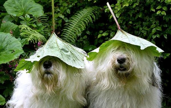 фотогеничные сёстры-бобтейлы, собаки бобтейл, смешные собаки