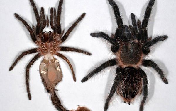 жизненные факты