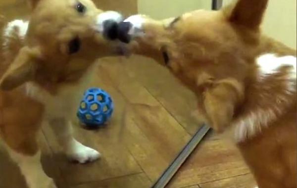 корги, собаки корги, смешные собаки