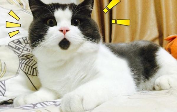 удивлённый кот, Banye cat, кот Банья