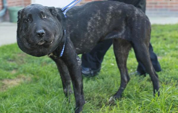 Гигантский отек головы собаки из-за жмущего ошейника