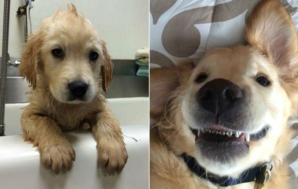 Щенок в брекетах, собака с брекетами