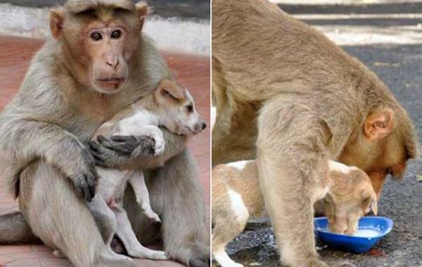 обезьяна усыновила щенка, обезьяна в Индии спасла щенка
