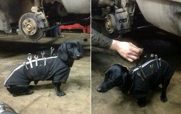 такса в автомастерской, такса с инструментами. такса-помощник 