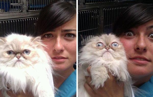 коты у ветеринара, кошка у ветеринара, смешные коты