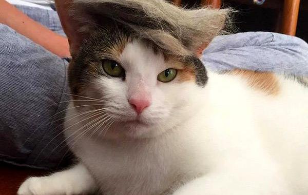 затрампь кота, коты в париках, коты с шевелюрами, коты с прической Дональда Трампа, коты Дональд Трамп