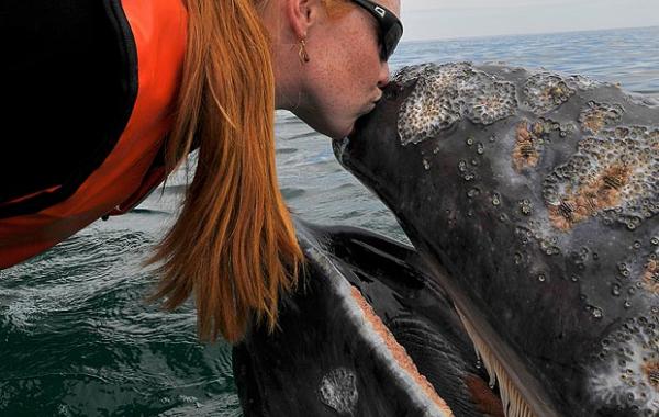 Джастин Хофман киты поцелуй 