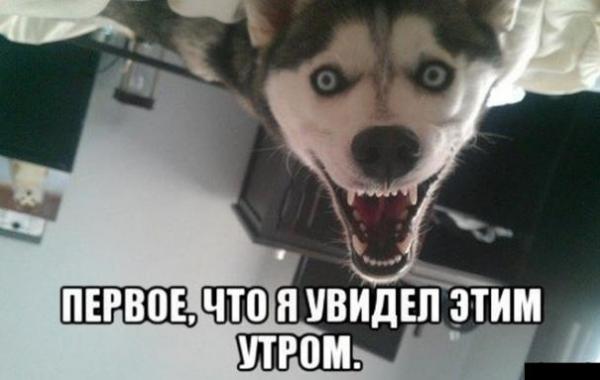 Позитив и юмор в смешных фотографиях