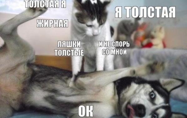 Позитив и юмор в смешных фотографиях