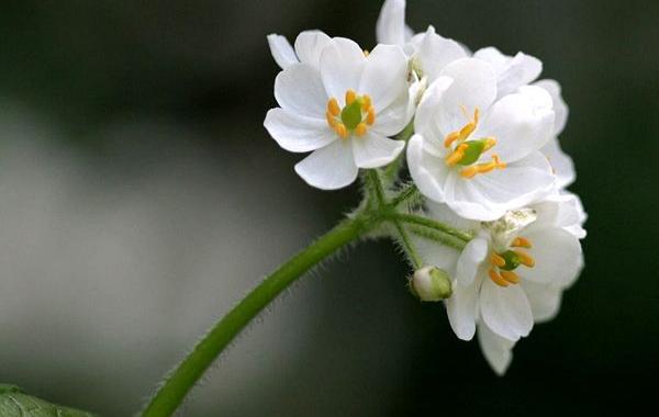 прозрачный цветок, Двулистник Грея, Skeleton flower