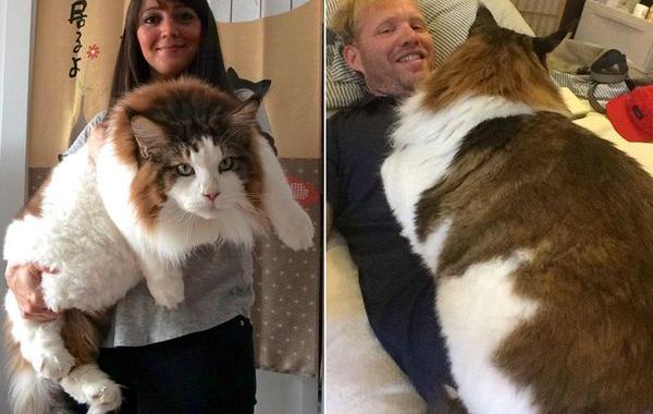 Самсон самый большой кот Нью-Йорка, самый большой кот 