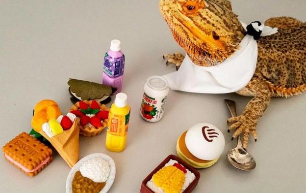 pringle bearded dragon, прингл бородатый дракон