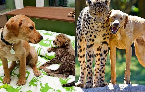 животные которые выросли вместе, животные тогда и сейчас