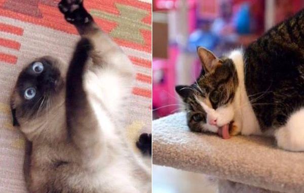 коты и кошачья мята, кошки под кошачьей мятой