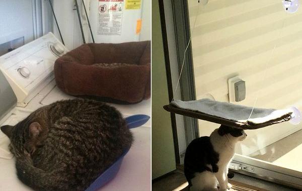 кошачья логика, коты и кошачий домик