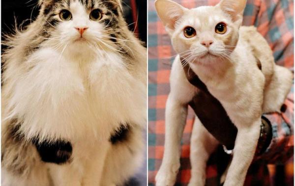 выставка кошек, National Norwegian Forest Cat Breed Club Show, национальная норвежская выставка кошек