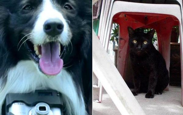 Первая в мире собака фотограф, Grizzler dog, Heartography, Nikon asia, фотоаппарат для собак