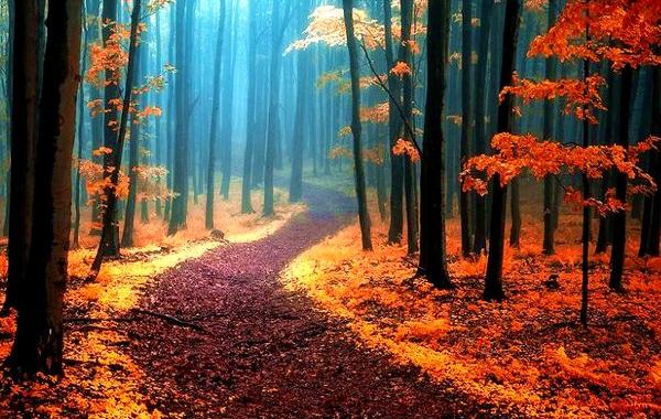 осенний лес, красивый лес, лес осенью, Янек Седлар 