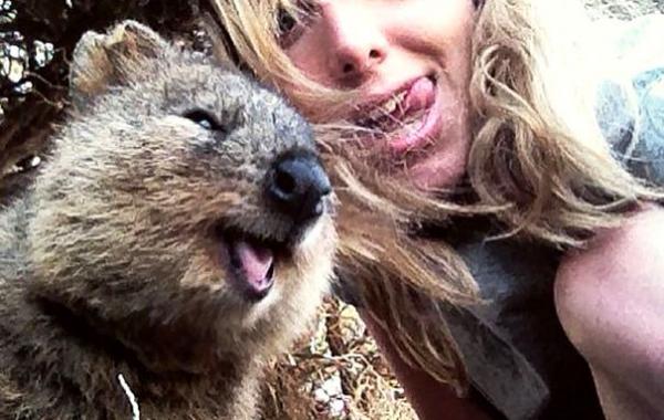Селфи с квоккой, #quokkaselfie, Quokka Selfie