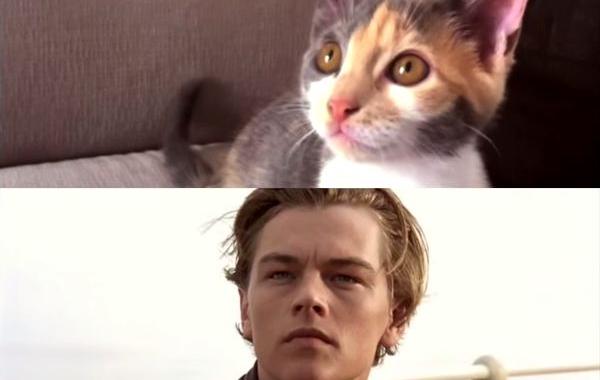 котаник, тикотник, Ticatnic, перенсяли Титаник с котиками, если бы роли Титаник сыграли котики