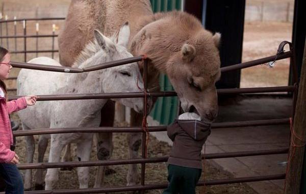 смешные фото зоопарк, зоопарк смешные случаи