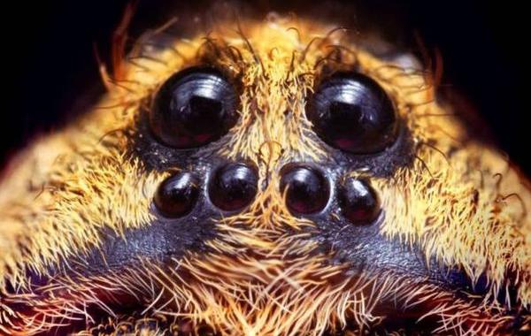 паук-волк наблюдает из темноты, как узнать за вами наблюдает паук, паук блестят глаза в темноте