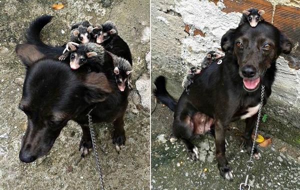 Собака спасла и выкормила осиротевших опоссумов, собака катает опоссумов на спине