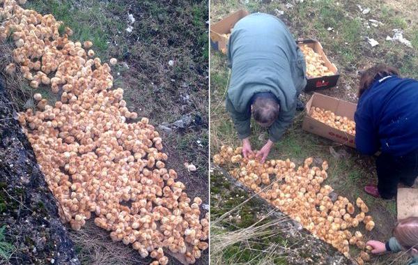 цыплята брошенные в поле, 1000 цыплят в яме, спасение цыплят 