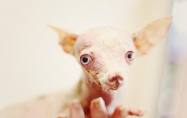 Трагическая история жизни чихуахуа по кличке Рози, rosie chihuahua