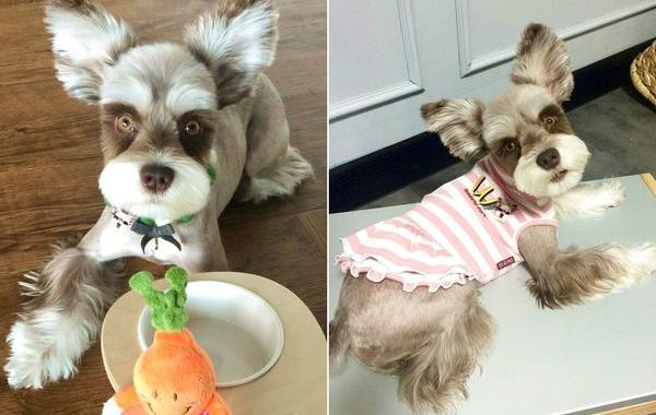 Мир фотогеничный шнауцер, шнауцер Mir