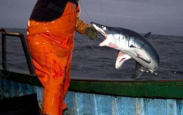 Фотографии сделанные в нужный момент 