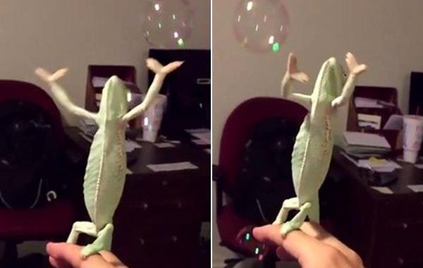 хамелеон ловит мыльные пузыри, хамелеон Лаура, хамелеон мыльные пузыри