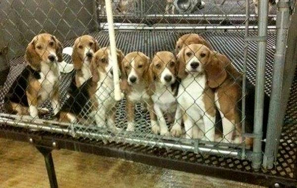 свободу биглям, Beagle Freedom, бигли впервые видят траву, бигли после освобождения из клеток лаборатории