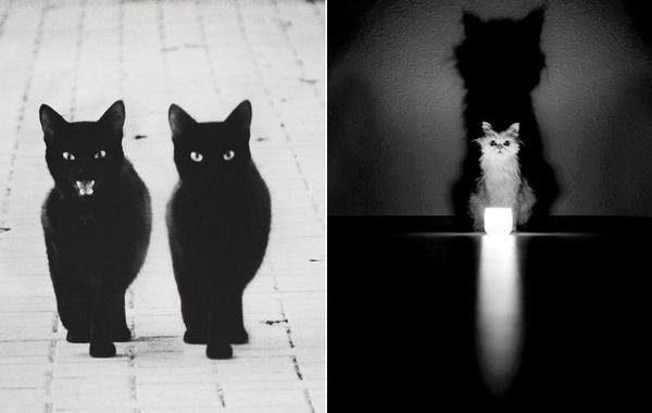 таинственная жизнь кошек, чёрно-белые фотографии кошек