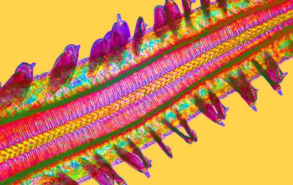 Научный фотоконкурс макросъемки Nikon Small World