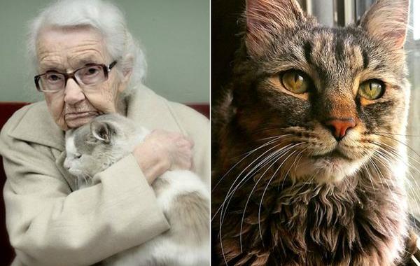 старые кошки, взяли из приюта старую кошку, немолодые кошки