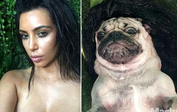 pug doug, мопс воссоздает селфи ким кардашьян