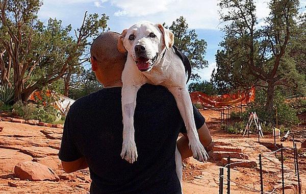 poh the dog? парень отправился в путешествие с больной собакой, собака По