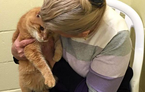 женщина забрала из приюта кота и вернулась за его другом